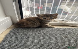 Domestic Shorthair cats for sale: Adorable Playful Kittens - Image 2