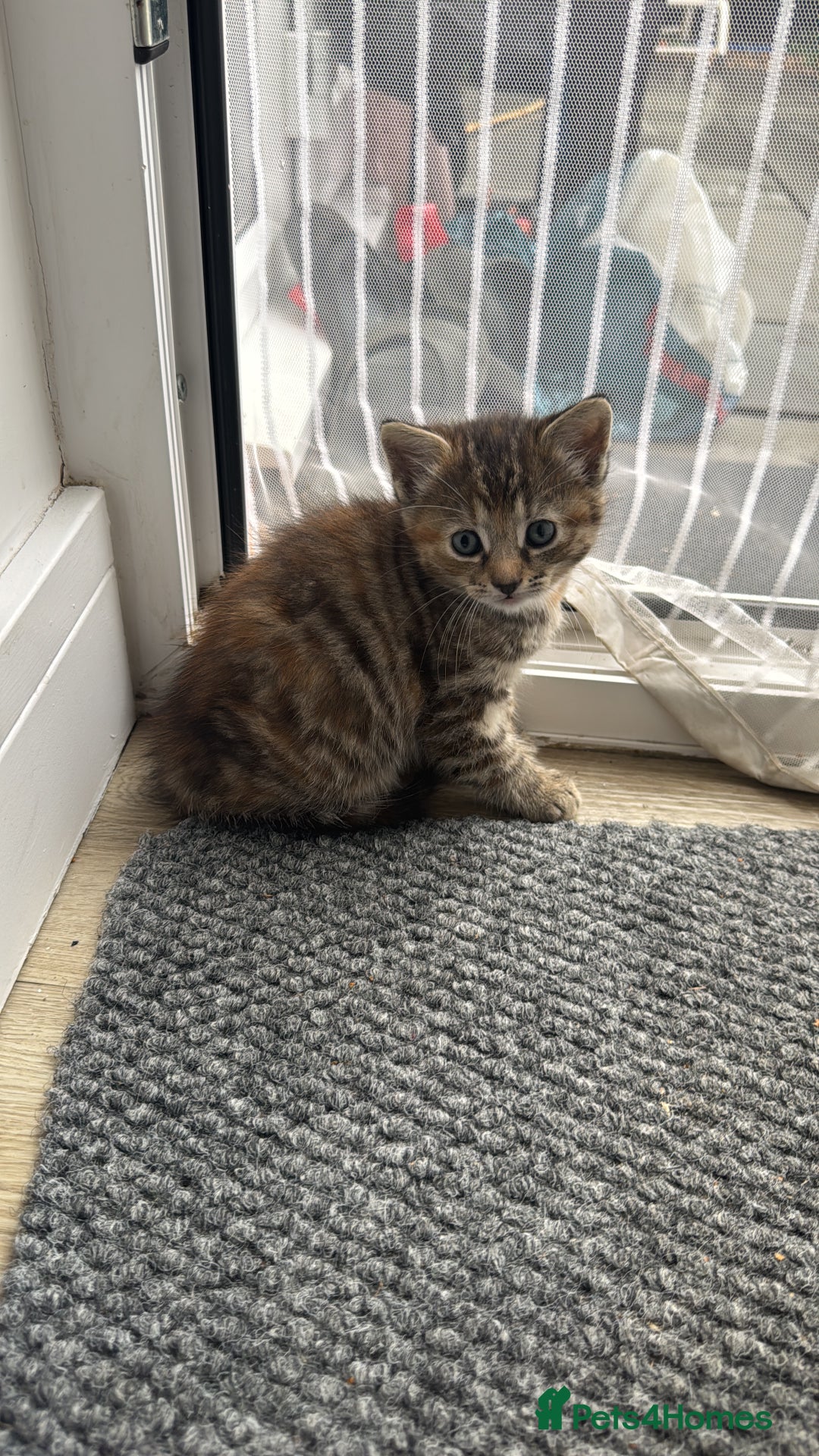 Domestic Shorthair cats for sale: Adorable Playful Kittens - Image 2
