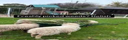 Sheep livestock for sale: 4 Ouessant Sheep - Advert 9