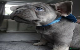 French Bulldog dogs for sale: French bulldog  puppies - Image 6