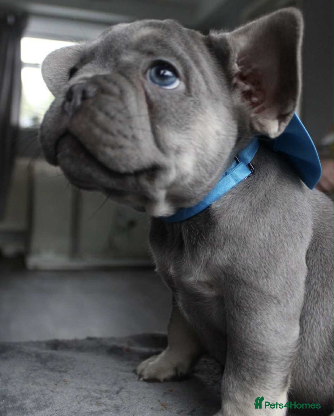 French Bulldog dogs for sale: French bulldog  puppies - Image 6