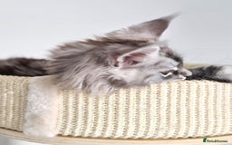 Maine Coon cats for sale: PEDIGREE MAINE COON KITTENS 5 BOYS - Image 33