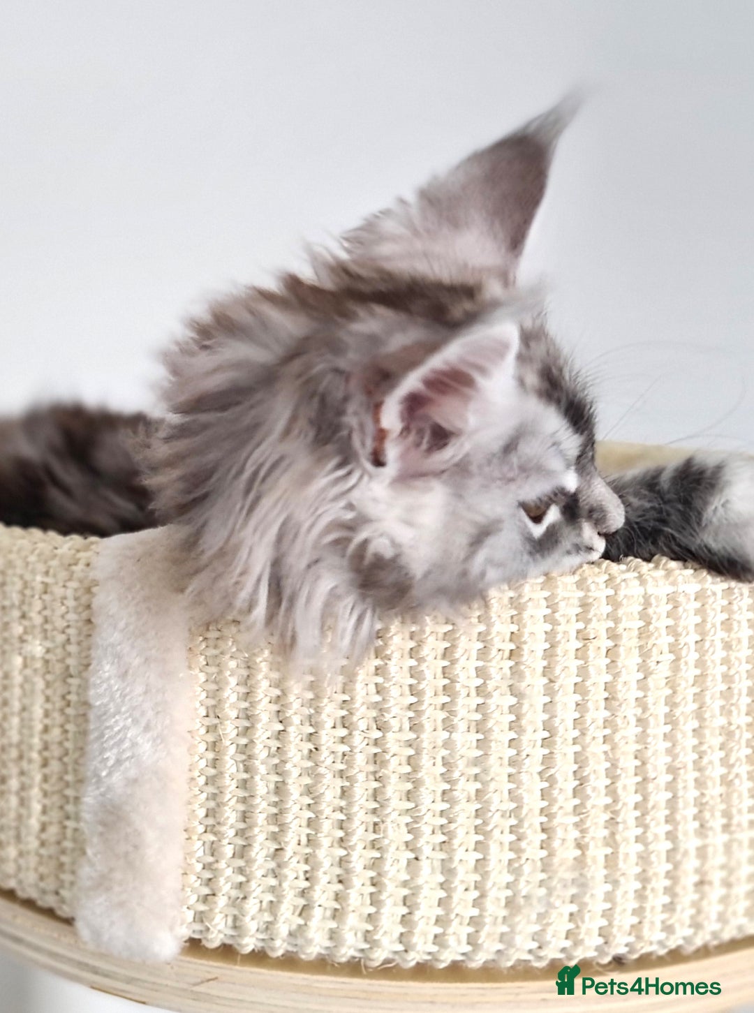 Maine Coon cats for sale: PEDIGREE MAINE COON KITTENS 5 BOYS - Image 33