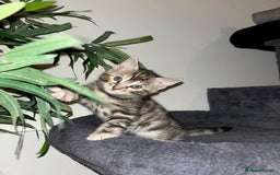 Bengal cats for sale: Half Bengal Kittens - Image 30