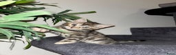 Bengal cats for sale: Half Bengal Kitten - Advert 30