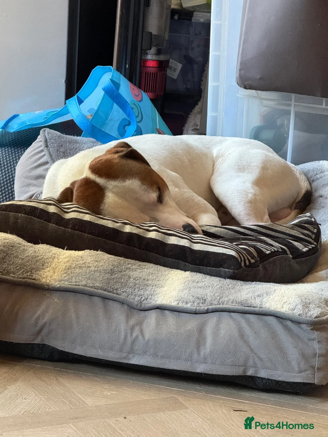 Staffordshire Bull Terrier dogs for sale: Leo.  in Northampton - Advert 2