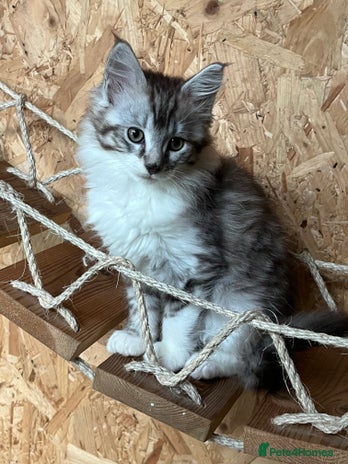 Maine Coon cats - Advert 3