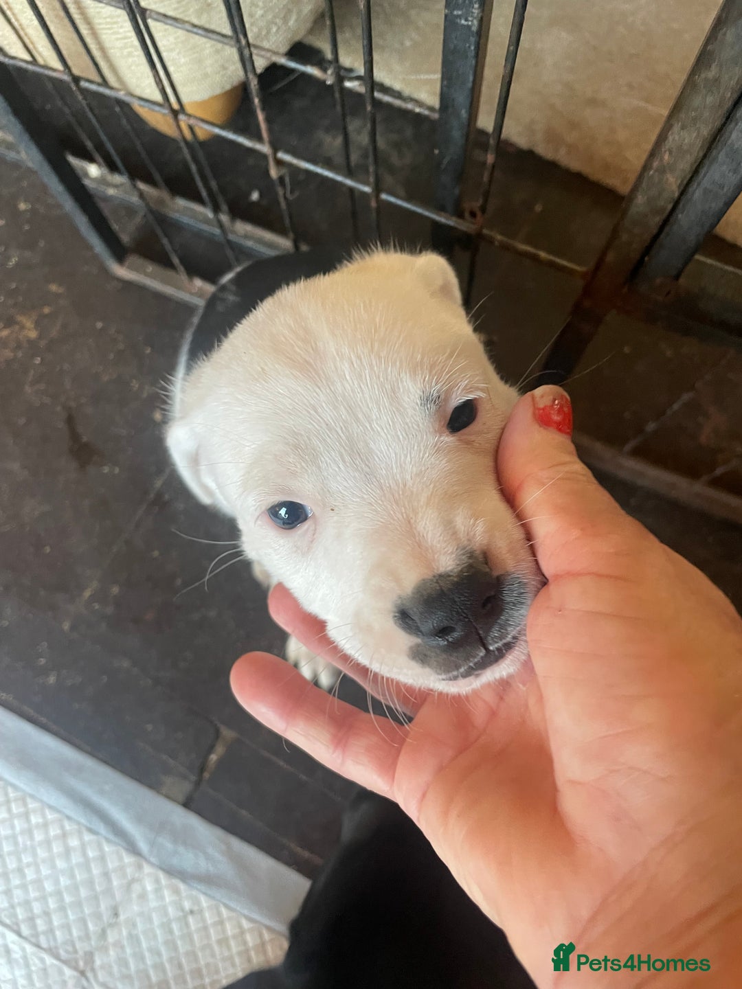 Mixed Breed dogs for sale: Aussie shepherd/staffy - Image 6