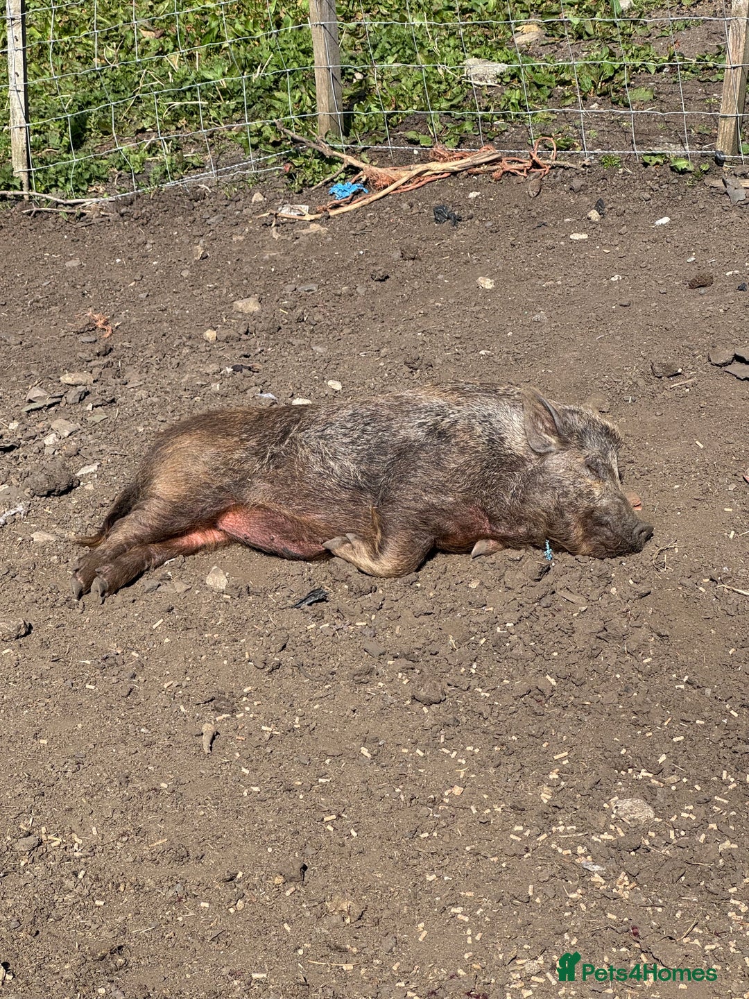 Pig livestock for sale: Kune kune x julian - Image 3