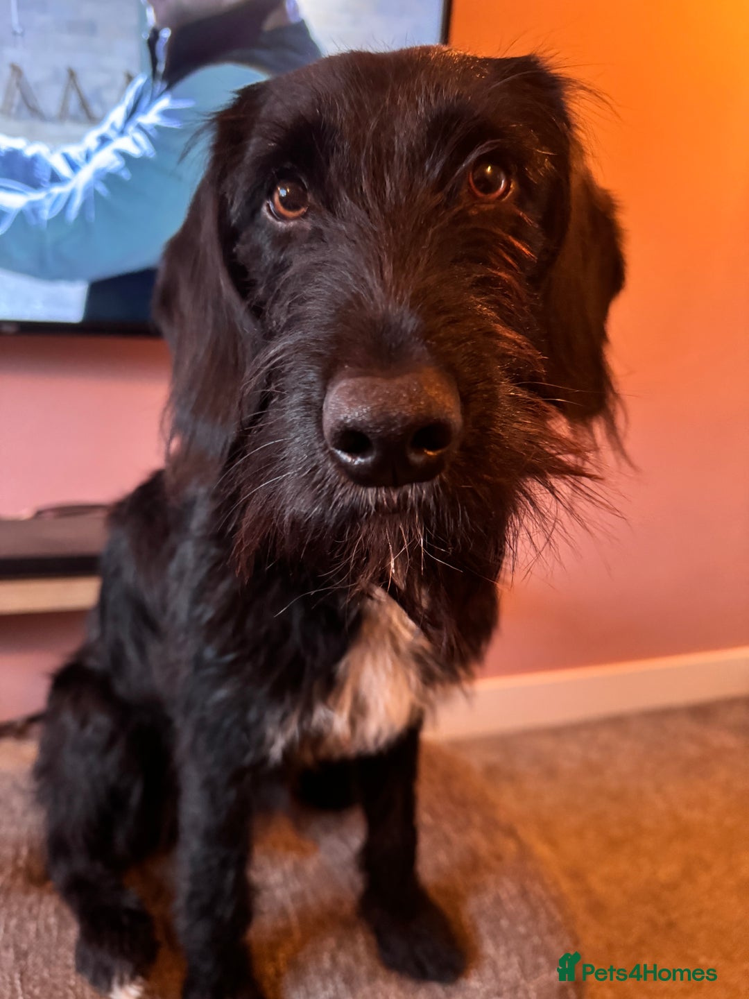 Labradoodle dogs for stud: F1b Miniature Labradoodle (Fully Health Tested) - Advert 18