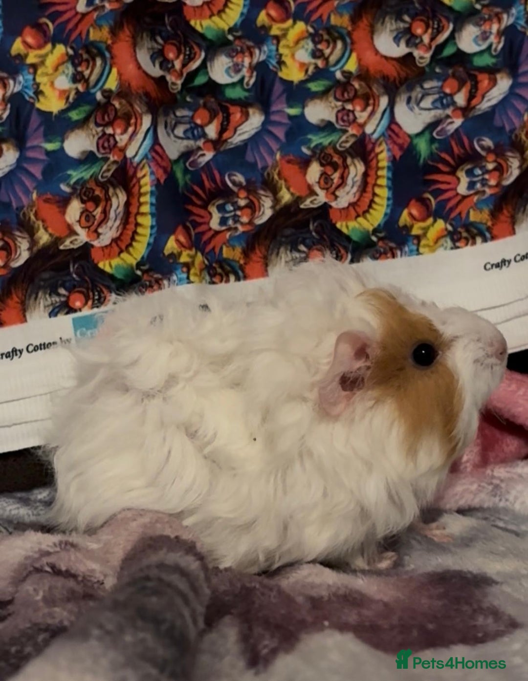 Guinea Pig rodents for sale: Gorgeous Baby Piggies 3 x Girls - Image 10