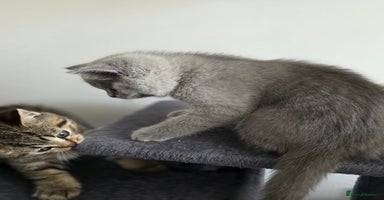 British Shorthair cats - Advert 12