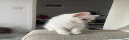 Turkish Angora cats for sale: White Kittens  in Chesham - Advert 4