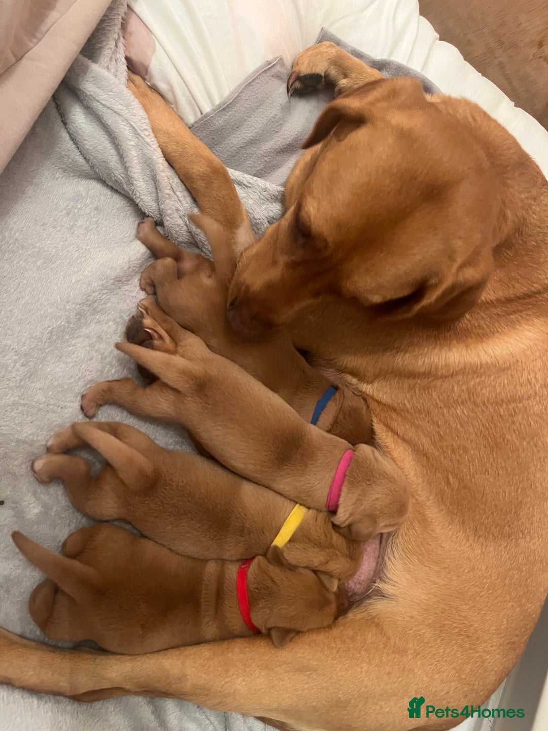 Labrador Retriever dogs for sale: 🌟 5 Star KC Registered FOX RED & YELLOW Labradors - Advert 2