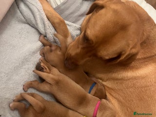 Labrador Retriever dogs 🌟 5 Star KC Registered FOX RED & YELLOW Labradors - Advert 2