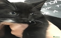 British Shorthair cats for sale: Tuxedo and black cat 🖤 - Image 10