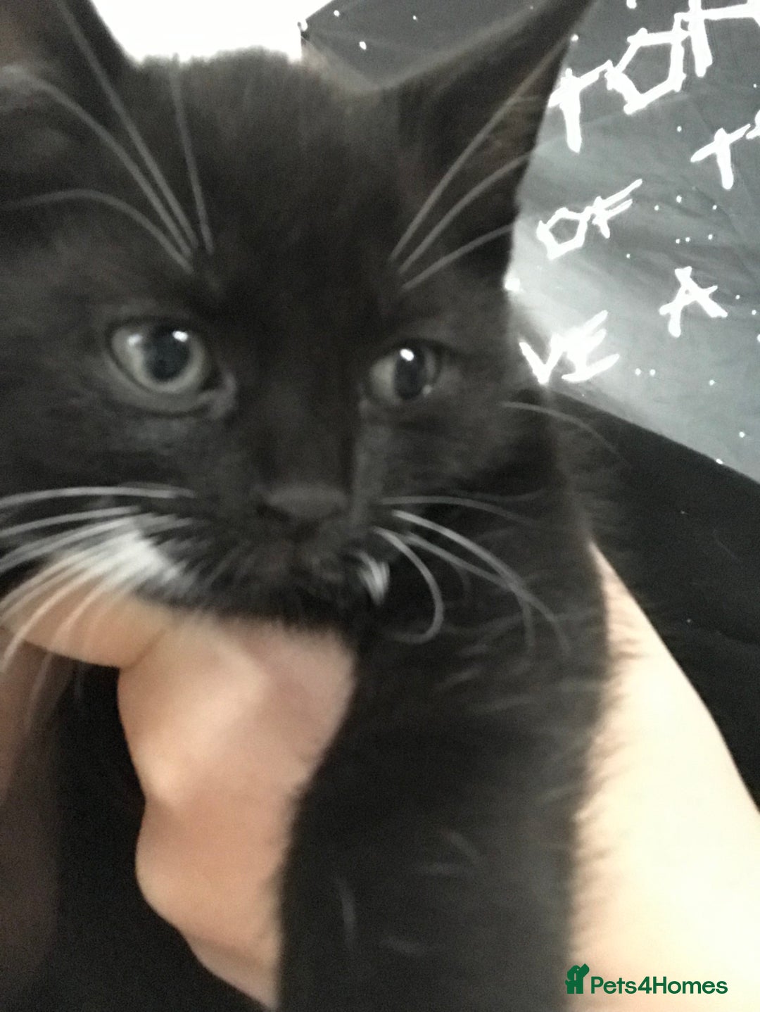 British Shorthair cats for sale: Tuxedo and black cat 🖤 - Image 10
