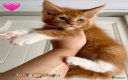 Maine Coon cats for sale: 🐾🦁 *TICA REG* GINGER MAINE COON KITTENS🦁🐾 - Image 3