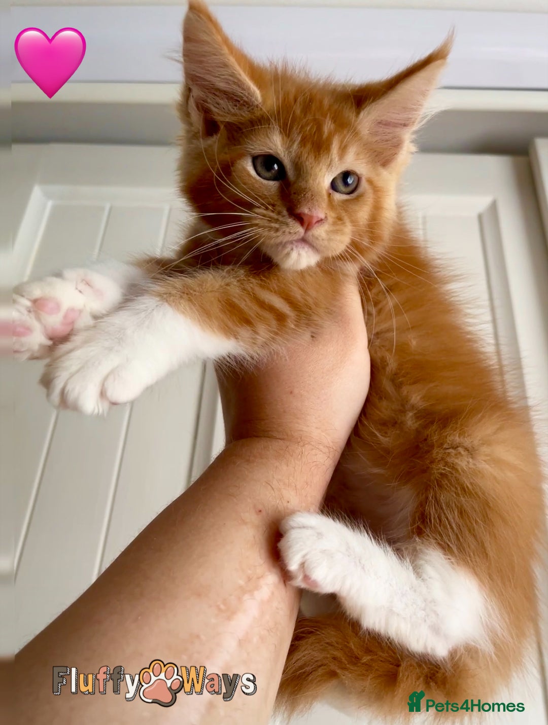 Maine Coon cats for sale: 🐾🦁 *TICA REG* GINGER MAINE COON KITTENS🦁🐾 - Image 3