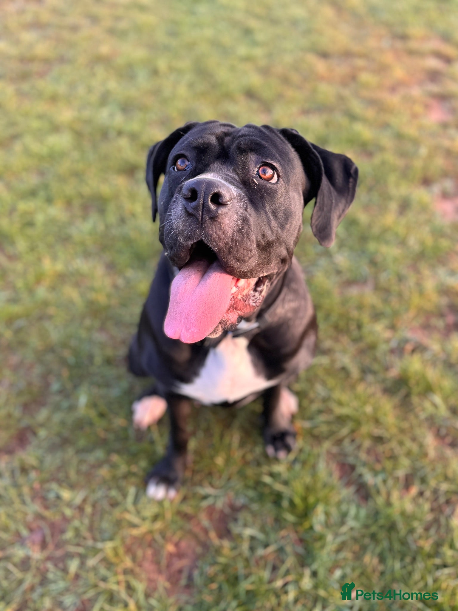 Cane Corso dogs 2 year old Female Cane Corso  - Advert 2