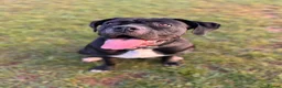 Cane Corso dogs for sale: 2 year old Female Cane Corso  - Advert 1