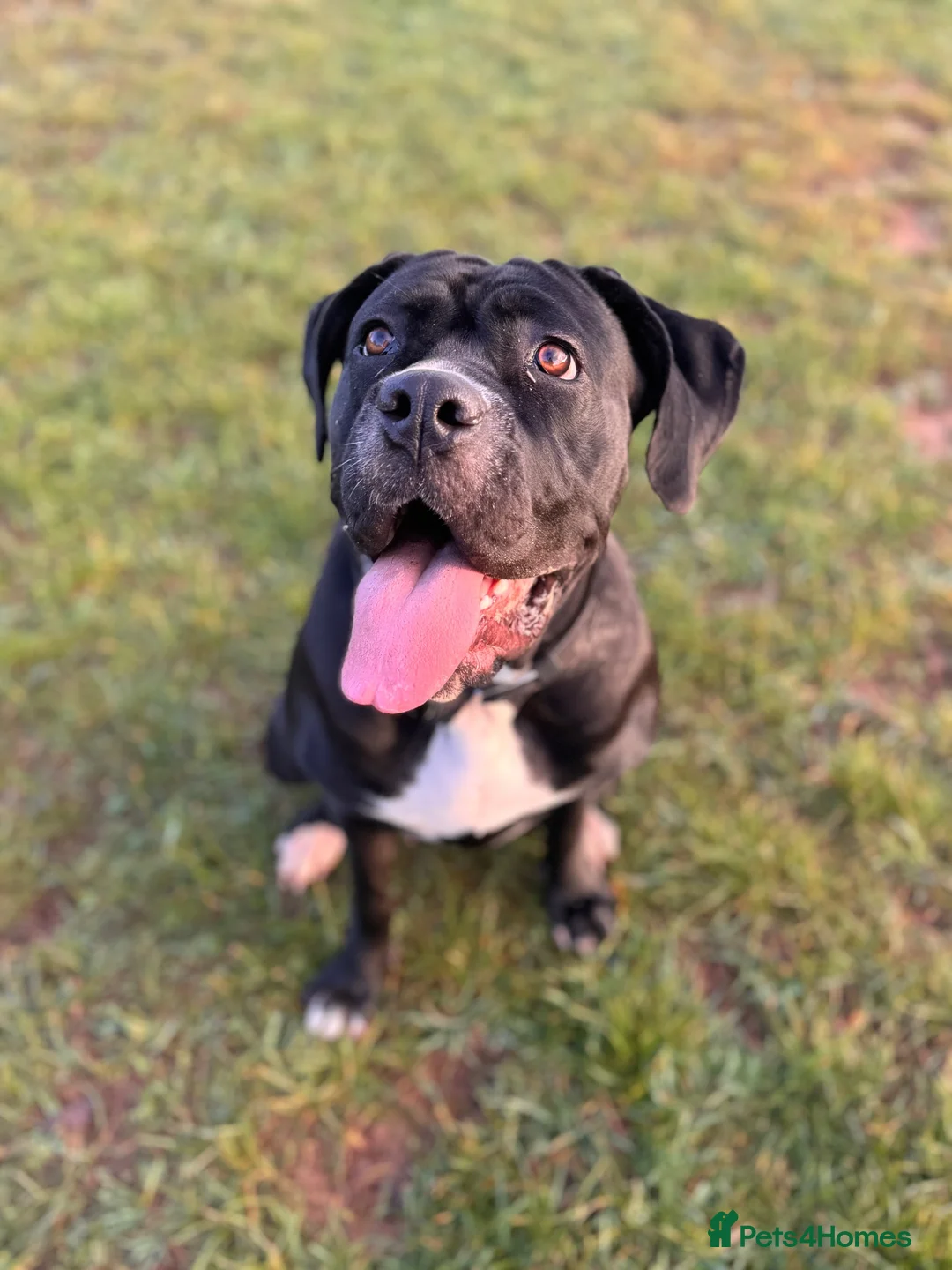 Cane Corso dogs for sale: 2 year old Female Cane Corso  - Advert 1