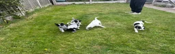 Mixed Breed dogs for sale: Australian cattle dog X Collie Greyhound  - Advert 15