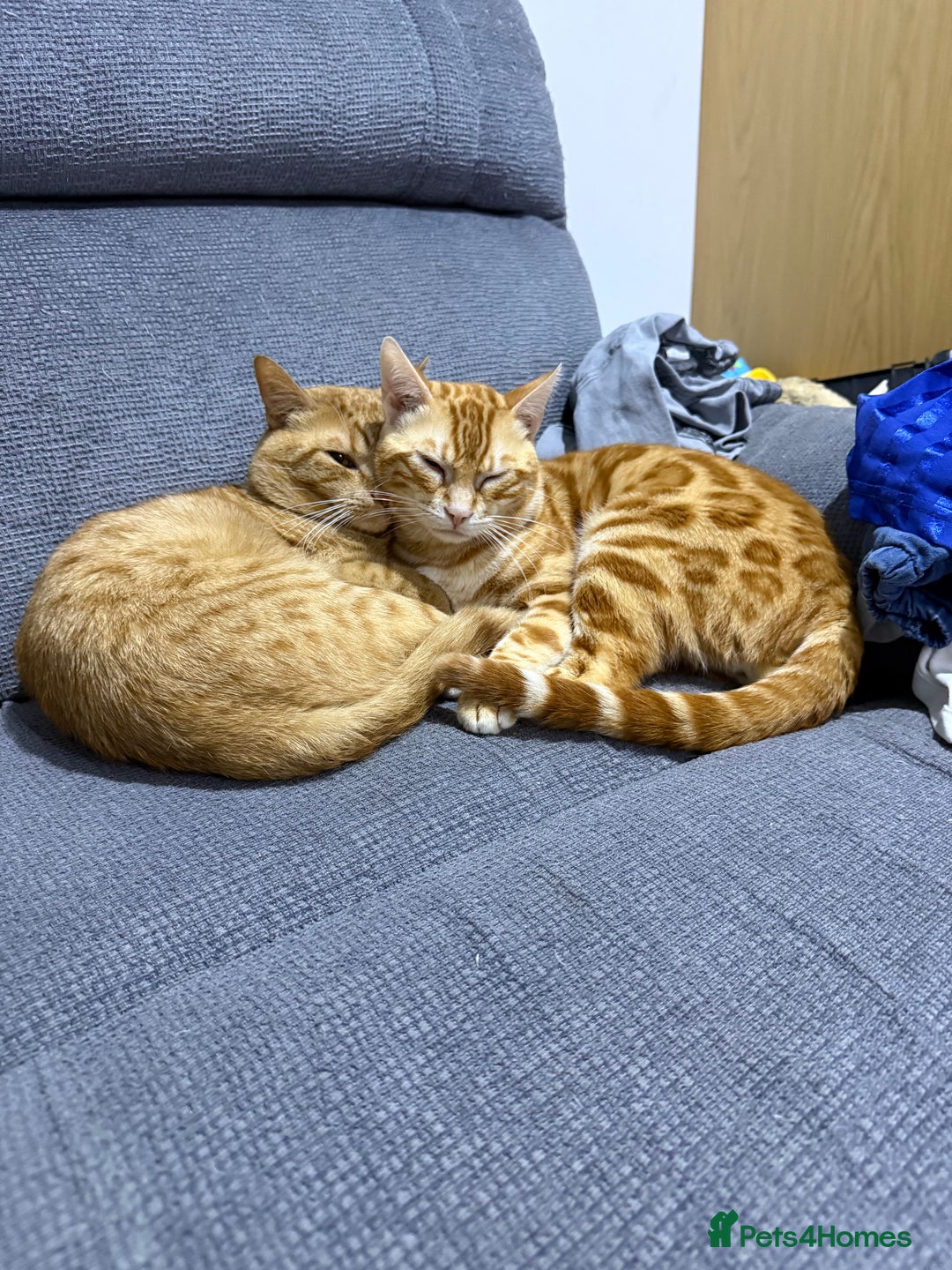 Bengal cats for sale: Bengal kittens  - Image 2