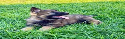 German Shepherd dogs for sale: Working line GSD pups  - Advert 4