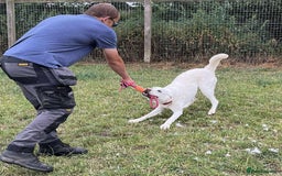 Mixed Breed dogs for adoption: DOUGIE - looking for an active guardian. - Image 21