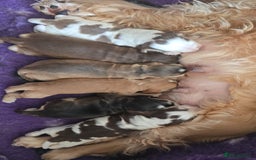 Cocker Spaniel dogs for sale: Show Type Cocker Spaniels Health Tested Parents  - Image 4