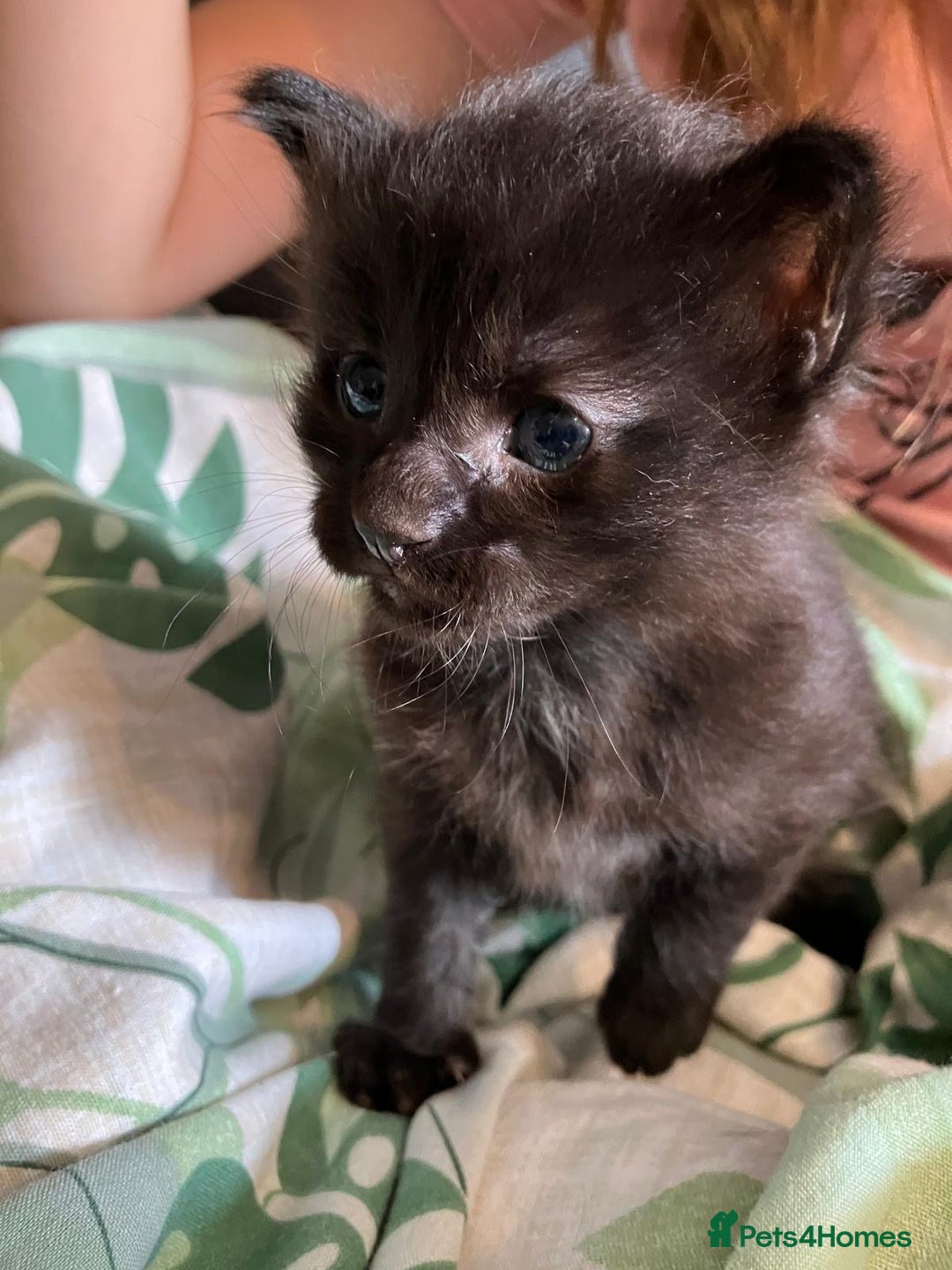 British Shorthair cats for sale: Black kittens for sale! - Image 1