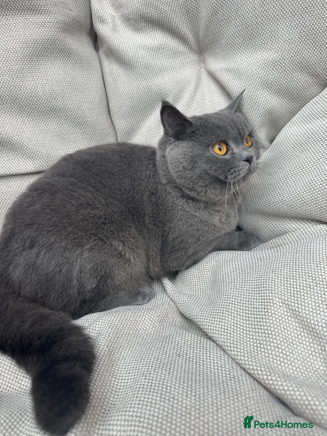 British Shorthair cats for sale: British Shorthair Chunky kittens - Advert 23