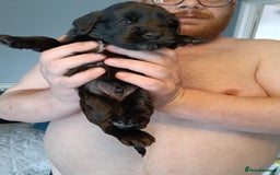 Mixed Breed dogs for sale: 6 Beautiful mixed breed puppies  - Image 5