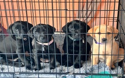 Labrador Retriever dogs for sale: Black Labradors looking for their forever homes - Image 2
