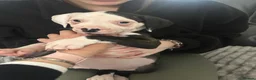 American Bulldog dogs for sale: ❤️AMERICAN BULLDOG PUPPIES   1 GIRL LEFT ❤️🐾 - Advert 13