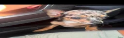 Chihuahua dogs for sale: Chihuahua in Romford - Advert 3