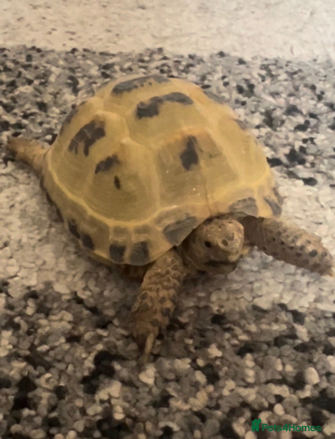 Tortoise reptiles Horsefield tortoise   - Advert 1