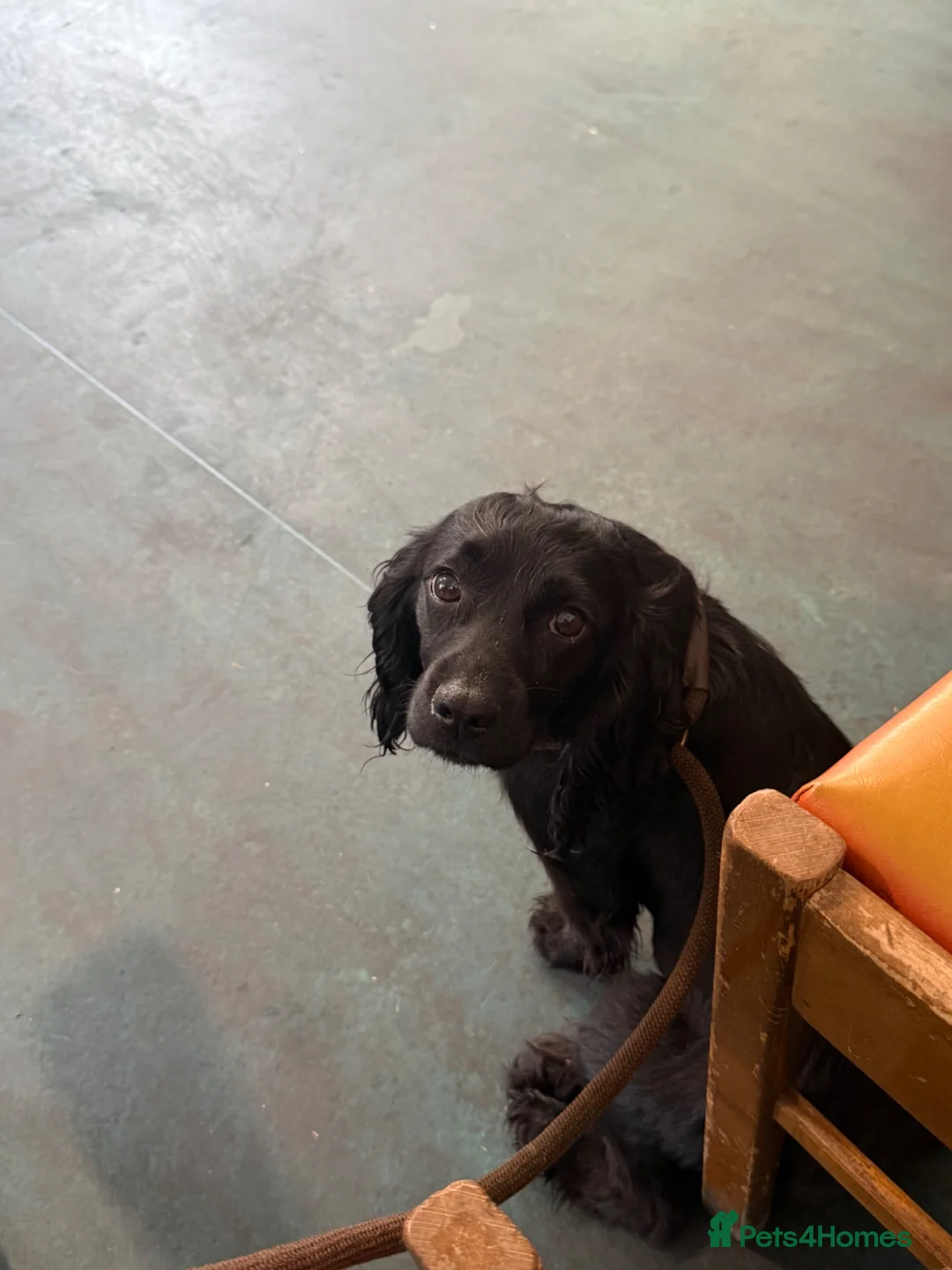 Cocker Spaniel dogs for sale: KC Registered Black Female Working Spaniel - Advert 6
