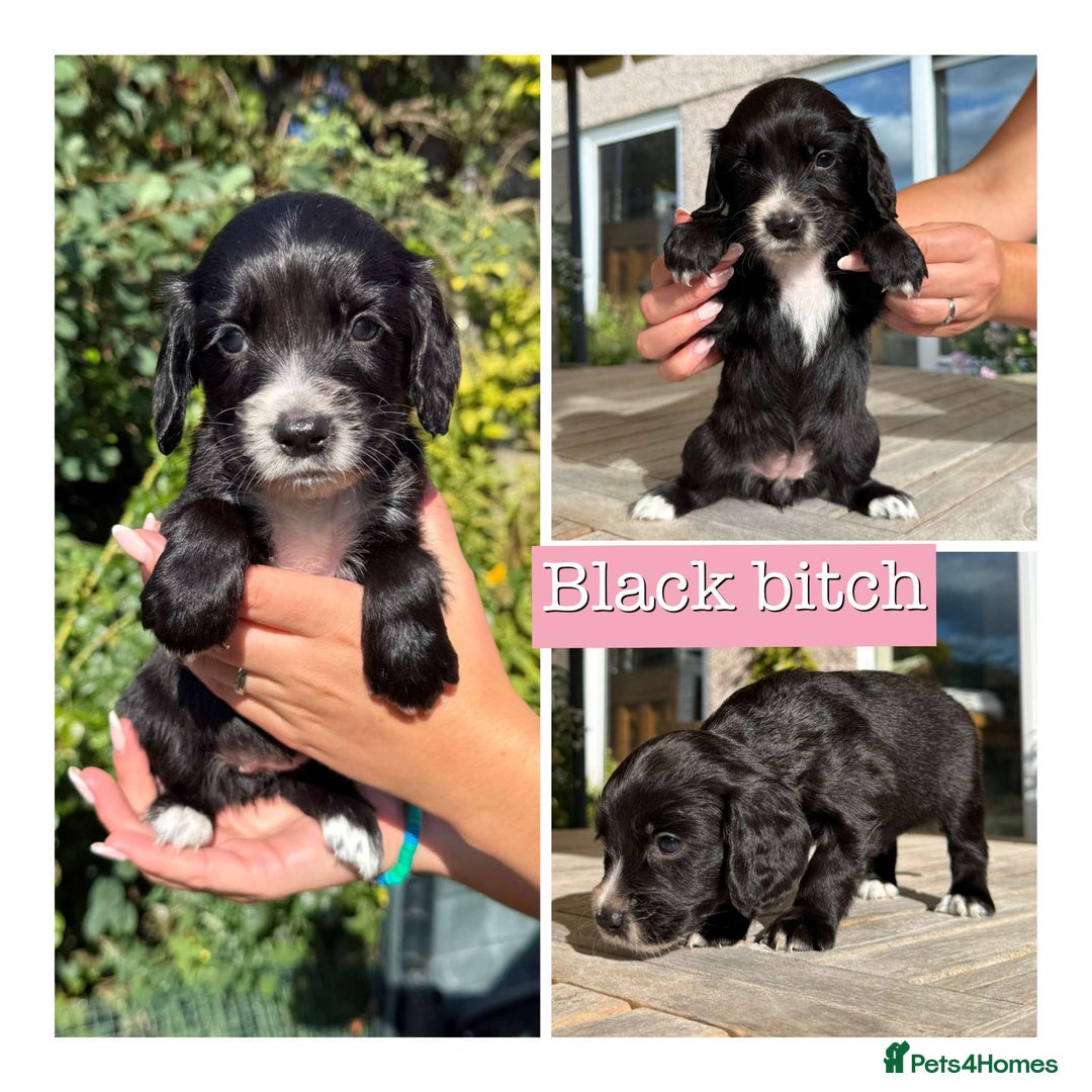 Sprocker dogs for sale: 6 Sprocker Puppies For Sale  - Image 5