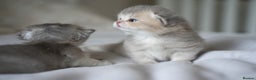 Scottish Fold cats for sale: Scottish fold - Advert 36