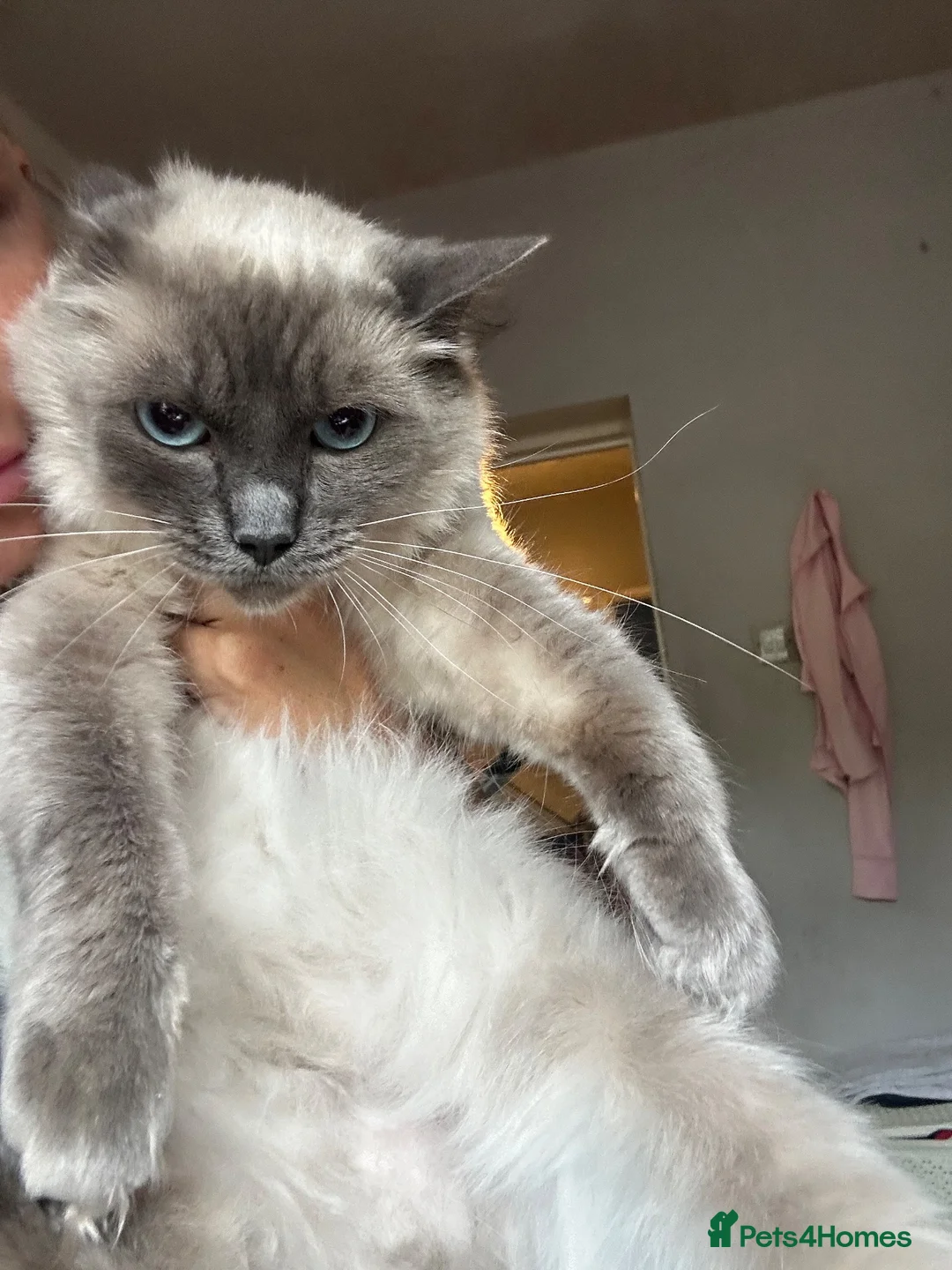 Ragdoll cats for sale: Ragdoll female  - Advert 1