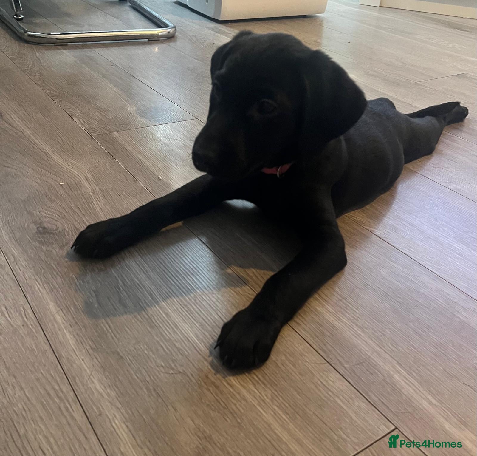 Labrador Retriever dogs 1 Girl & 1 Boy! Beautiful KC Labrador Puppies - Advert 1