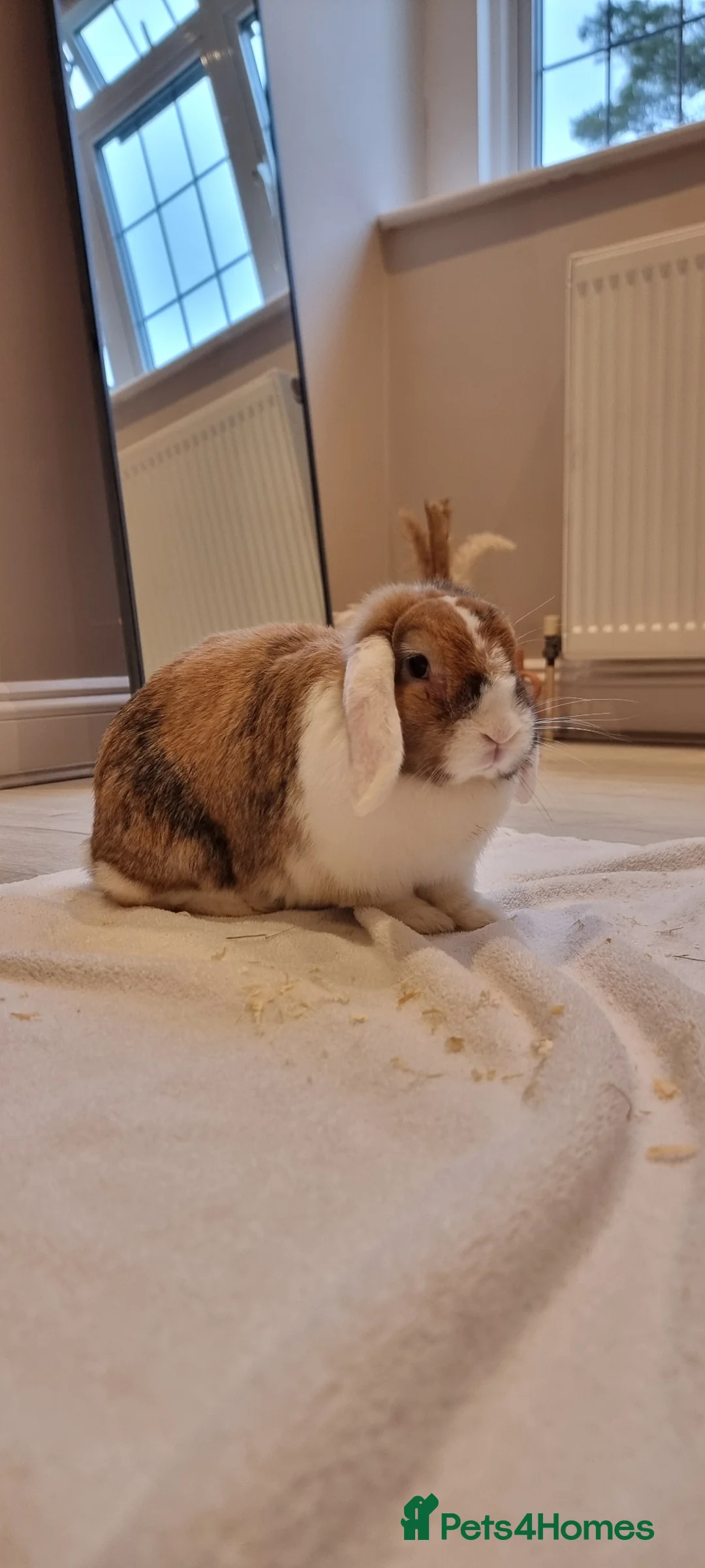 Mini Lop rabbits for sale: Adorable Purebred Mini Lops - Advert 2