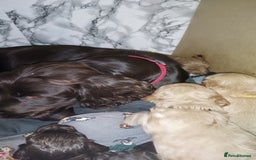 Cockapoo dogs for sale: Stunning F1 Cocokapoos - Image 14