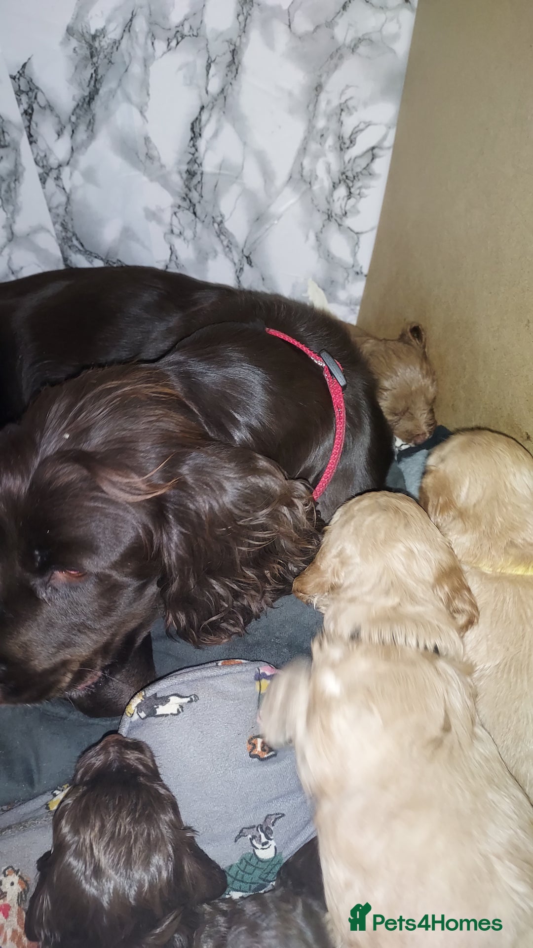 Cockapoo dogs for sale: Stunning F1 Cocokapoos - Image 14