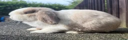 Mini Lop rabbits for sale: Torted lilac Harli vm - Advert 3