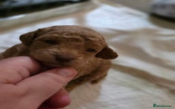 Cockapoo dogs for sale: 3 beautiful f1b cockapoo puppies  - Image 17