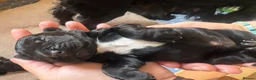 Sprocker dogs for sale: Gorgeous Sprocker spaniels for sale in West Byfleet - Advert 9
