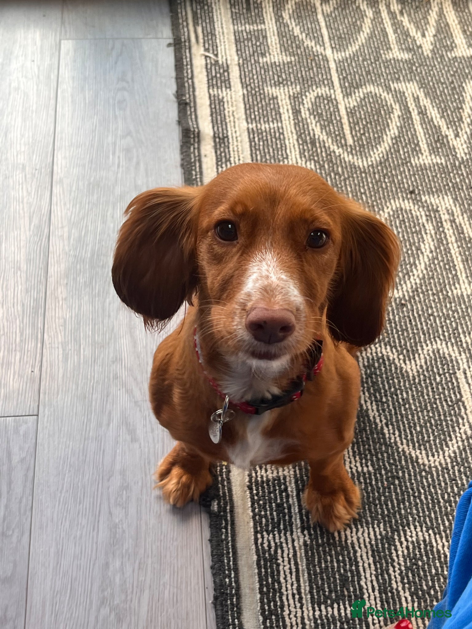 Cockapoo dogs F1 Red Female Cockapoo Puppy - Advert 2